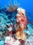 AmbergrisCaye05 - 119
